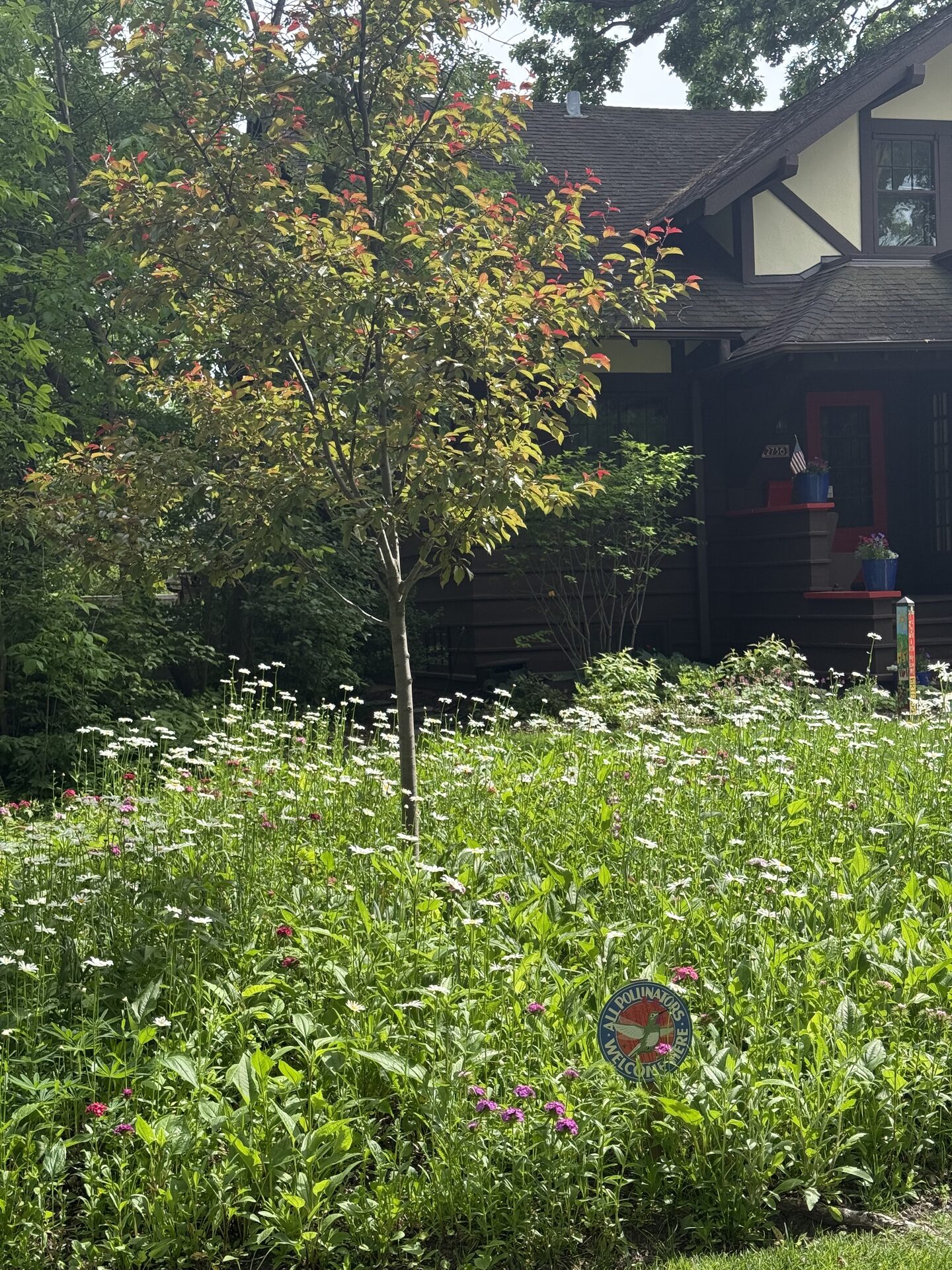 Front yard native garden