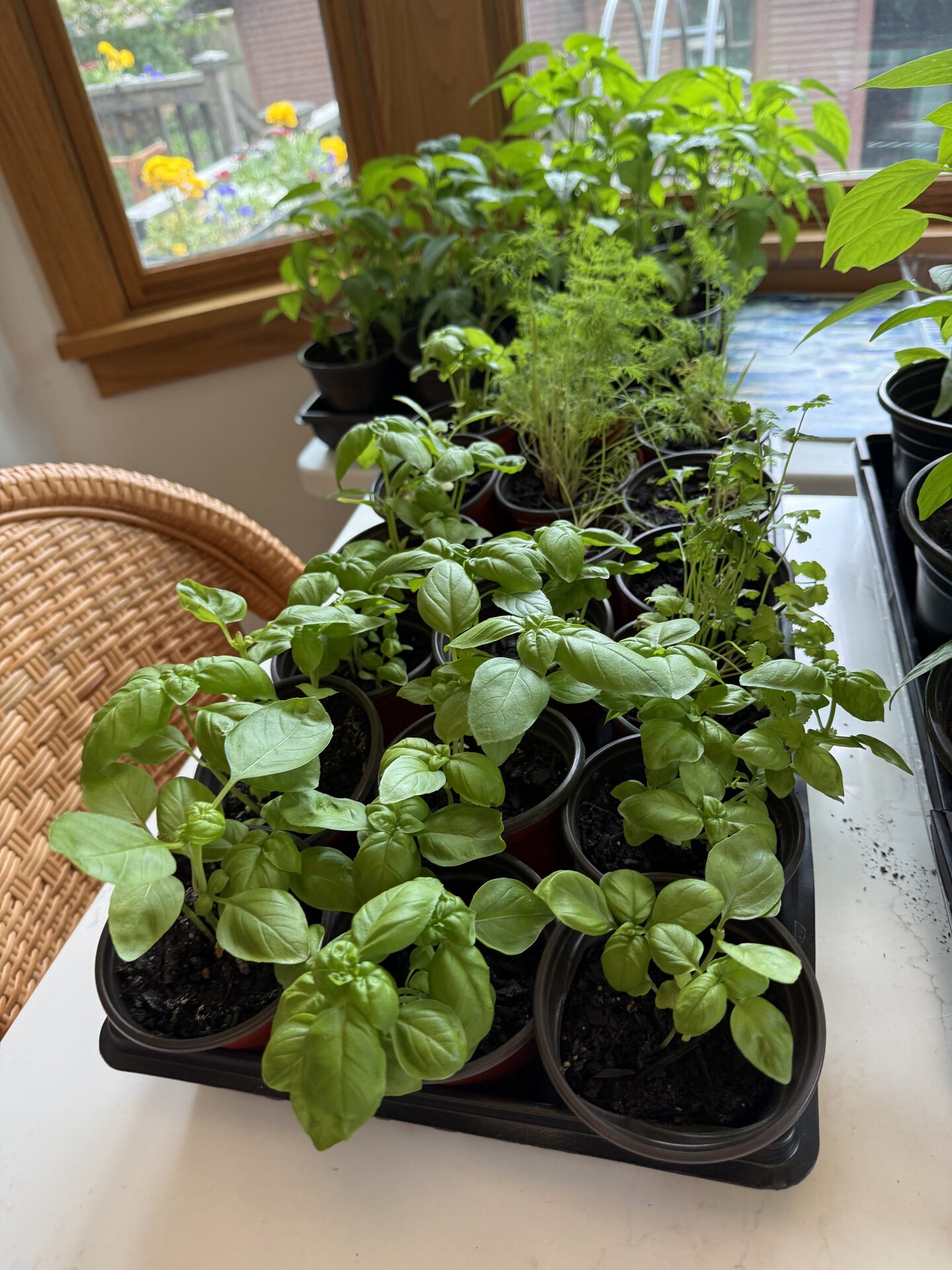 Early spring inside prep