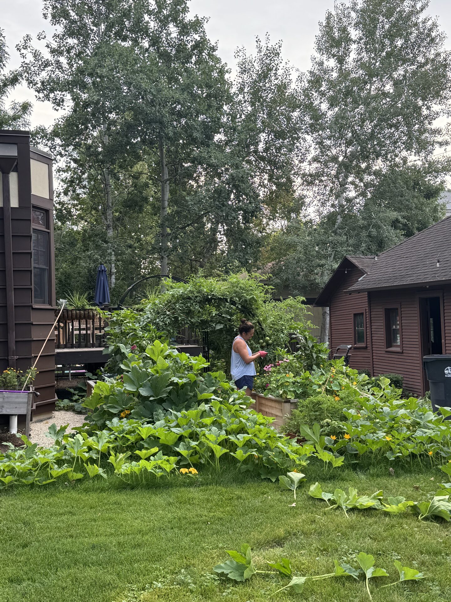 Heather tending